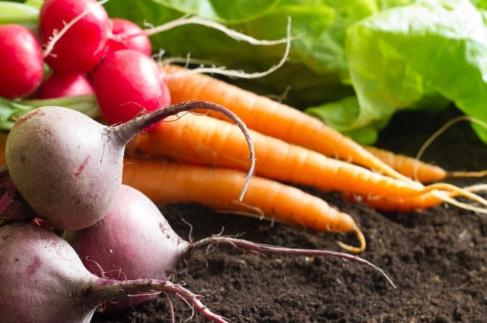 A close-up shot of a composition of various crops, carrots, beets, radish and lettuce, all on rich soil, showcasing do not start seeds indoors