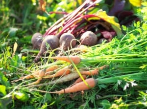 A close-up shot of a composition of various freshly harvested crops, all piled up on each other, showcasing which vegetable seeds outside March