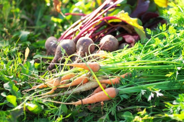 A close-up shot of a composition of various freshly harvested crops, all piled up on each other, showcasing which vegetable seeds outside March