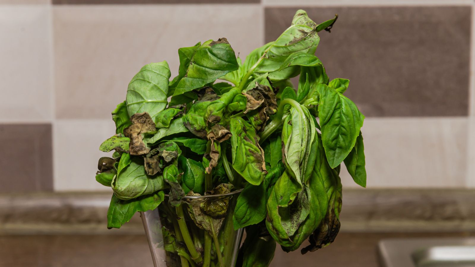 A close-up shot of a composition of wilting leaves of an aromatic herb, placed on a transparent vase in a kitchen area
