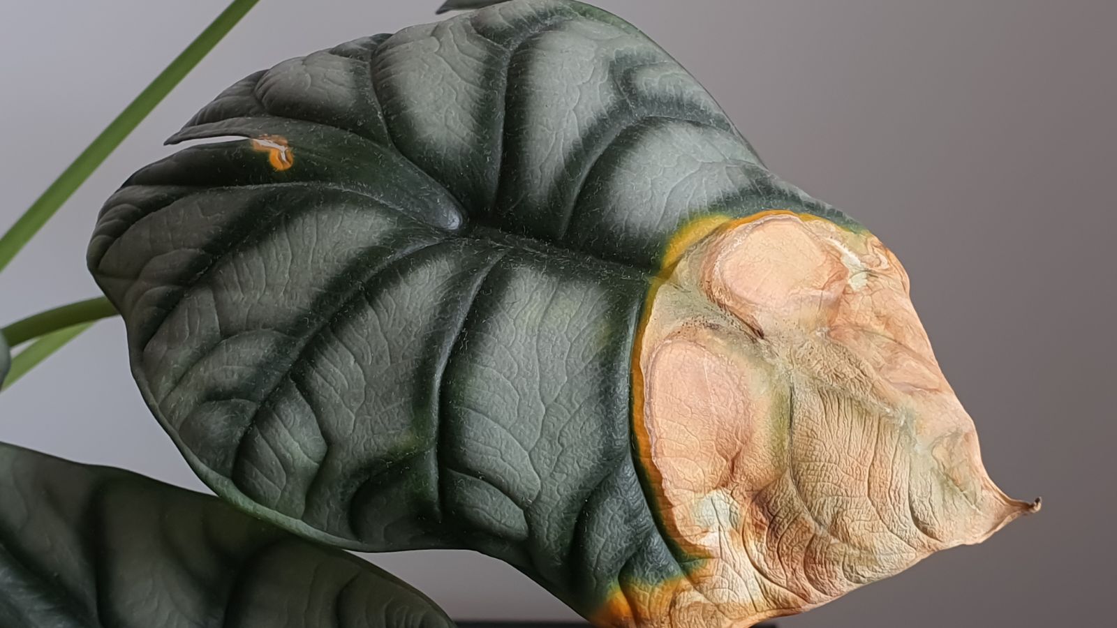 A close-up shot of a dark-green colored leathery leaf, half of it is severely diseased and dried