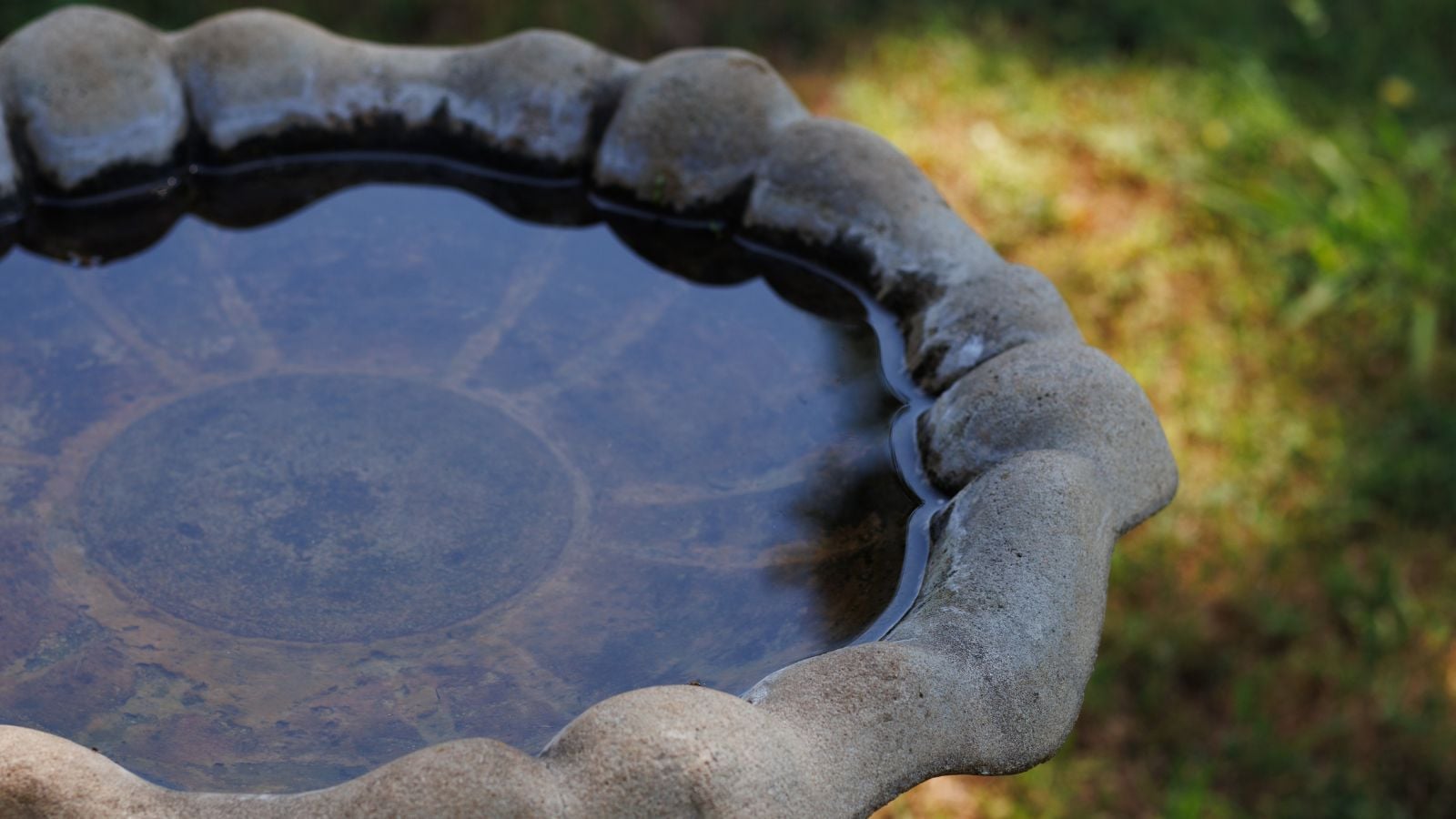 A close-up shot of a dirty stone basin filled with water, all situated in a large garden area outdoors