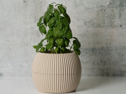 A close-up shot of a drooping and wilting young aromatic plant, placed on a small pot, showcasing why indoor basil dying