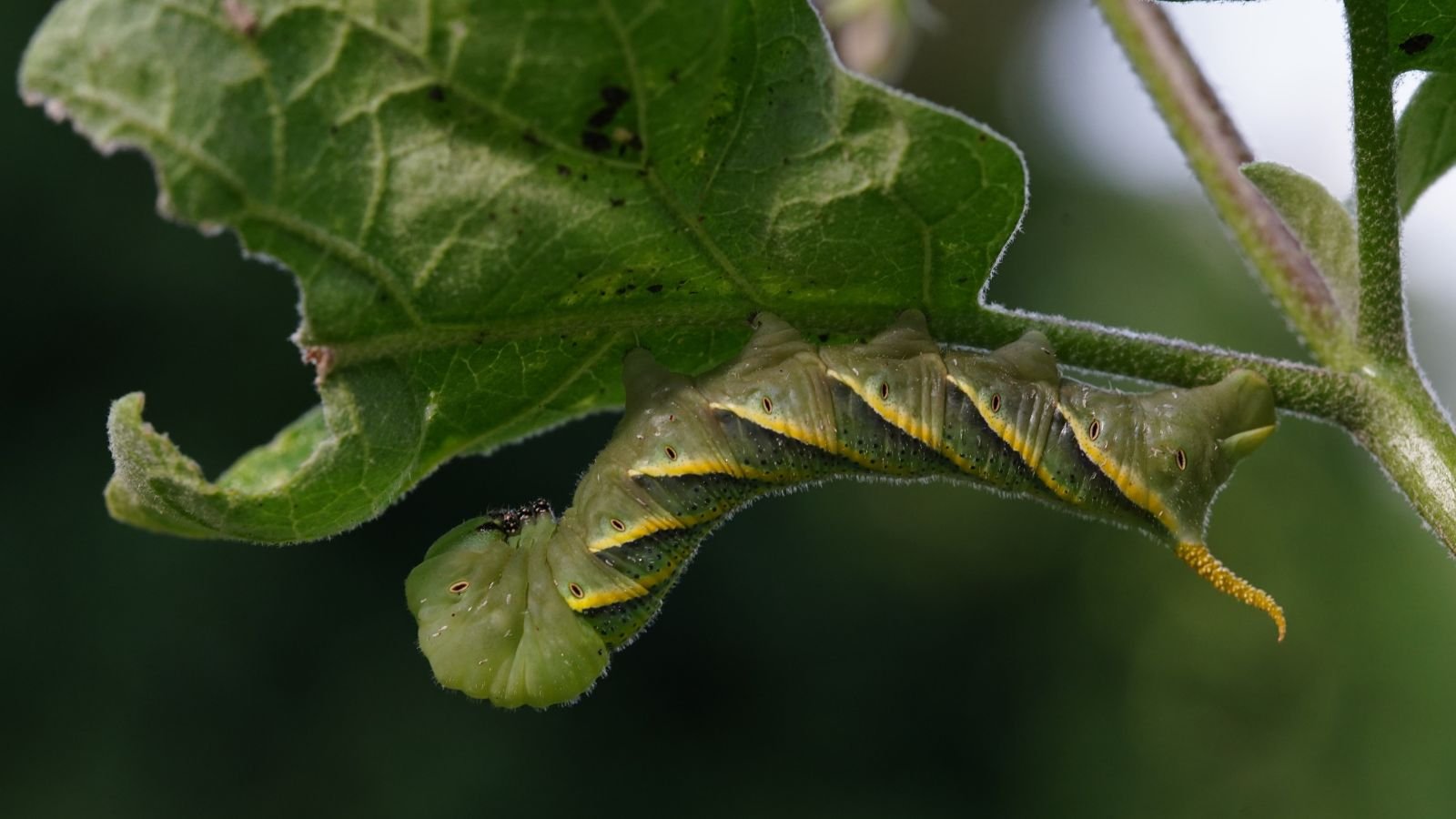 A close-up shot of an upside-down hornworm feeding and crawling on leaves of a crop, all situated in a well lit area outdoors