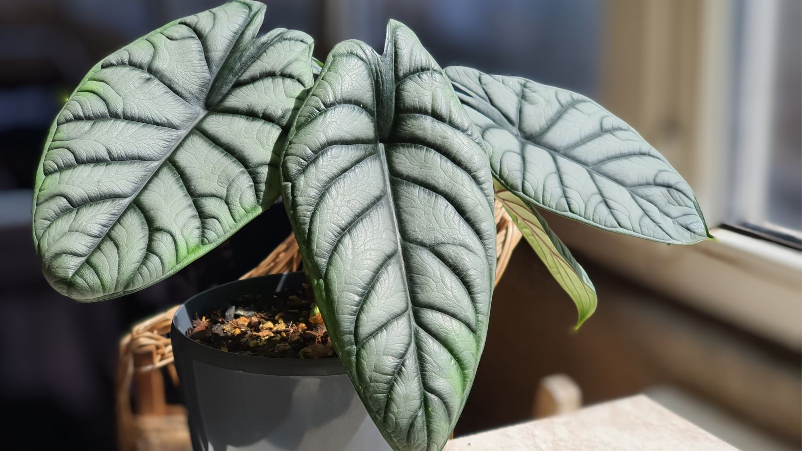A close-up shot of a houseplant, placed on a windowsill, basking in bright sunlight indoors