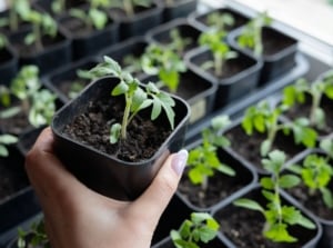 A close-up shot of a person holding a small pot with a sprouted plant, alongside several other pots, showcasing what to do if seeds don't sprout