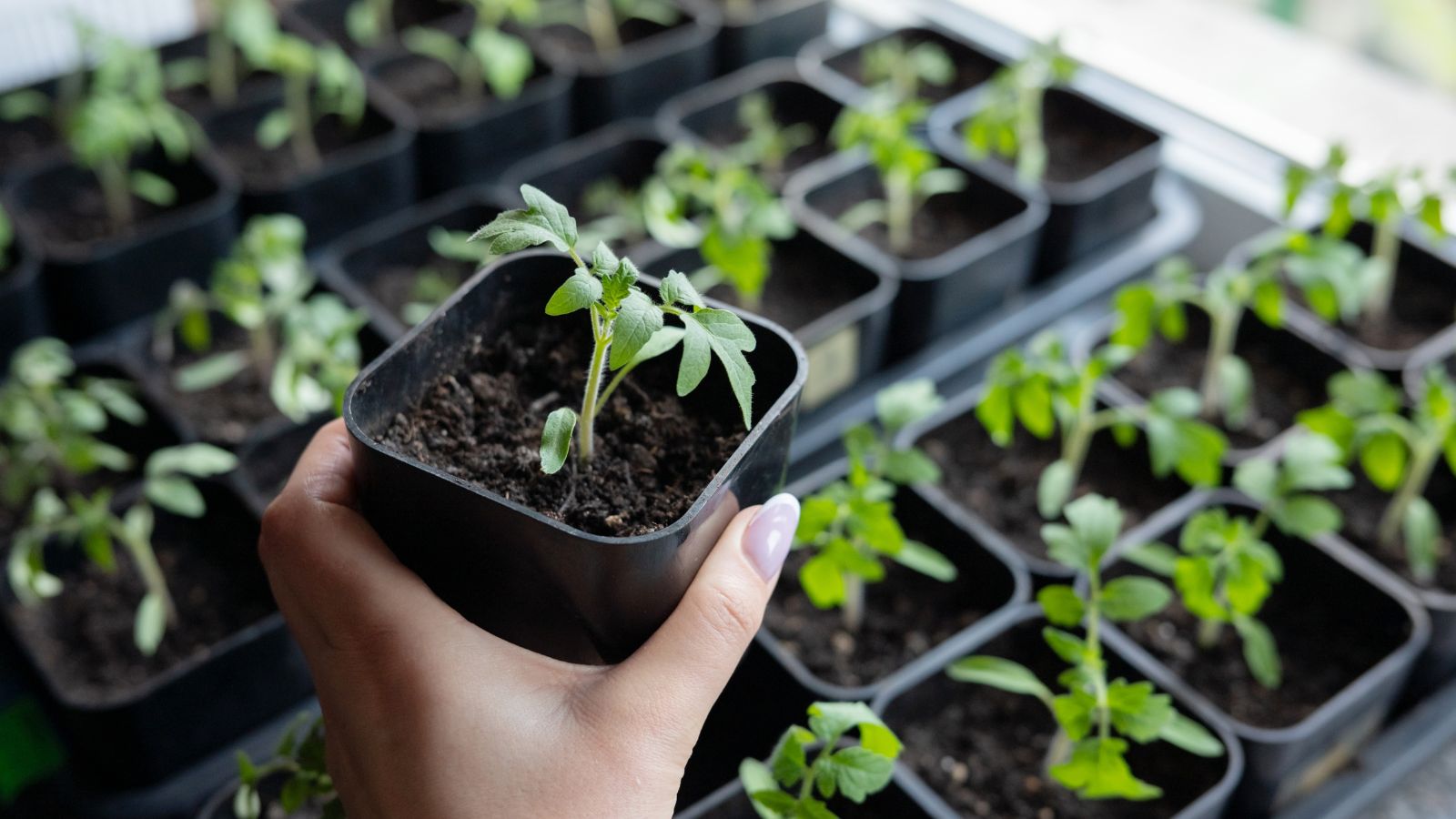What to Do When Your Seeds Don’t Sprout: Troubleshooting Common Problems