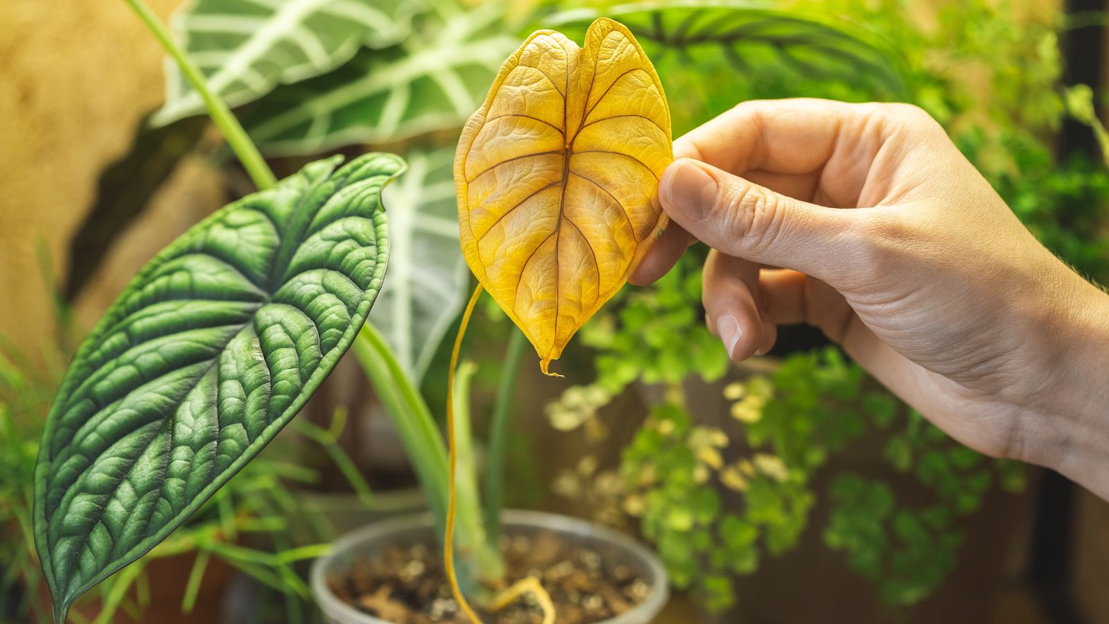 A close-up shot of a person in the process of holding a dead and yellowed leaf of a plant, all situated in a well lit area