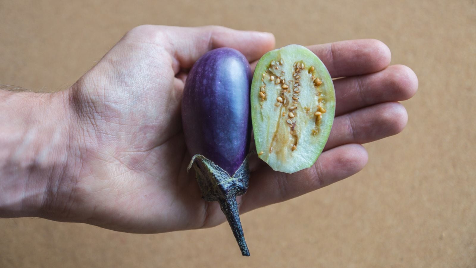 A close-up shot of a person in the process of holding a whole and a half of an oblong crop, all situated in a well lit area