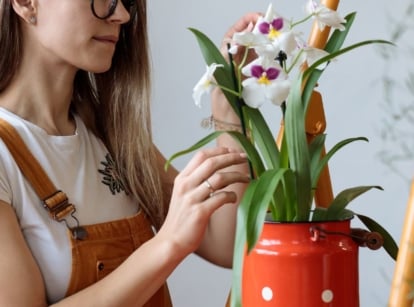 A close-up shot of a person in the process of inspecting a potted flowering houseplant, showcasing how to revive stressed orchid