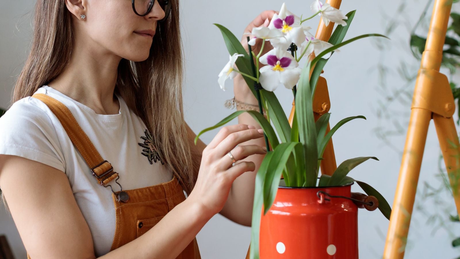 A close-up shot of a person in the process of inspecting a potted flowering houseplant, showcasing how to revive stressed orchid