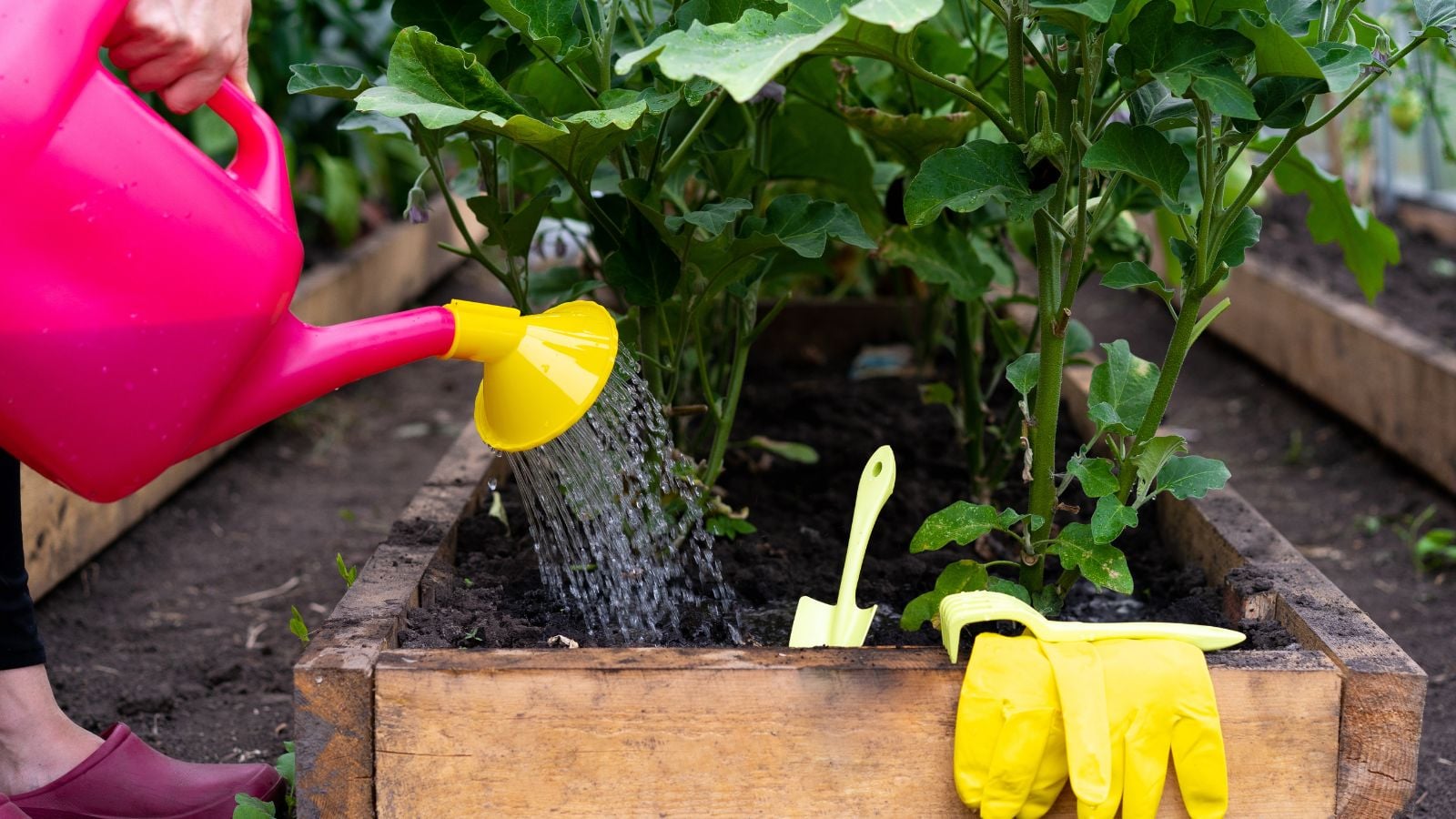 A close-up shot of a person in the process of providing water to developing crops on a wooden raised bed, all situated in a well lit area outdoors