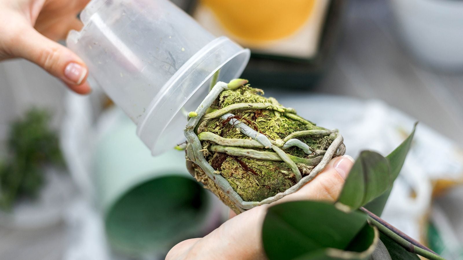 A close-up shot of a person in the process of removing and repotting a root-bound houseplant, all situated in a well lit area indoors