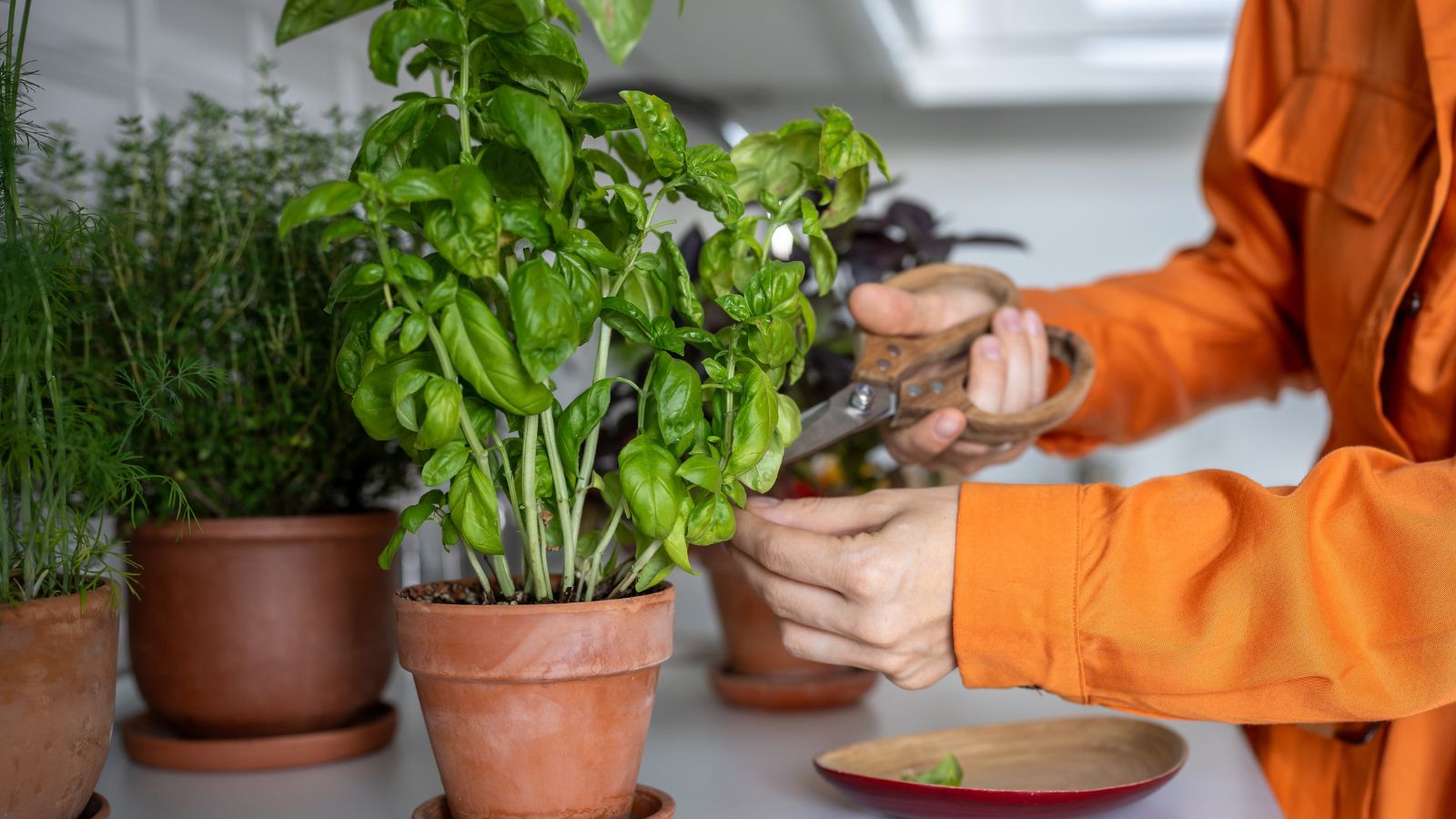 A close-up shot of a person in the process of trimming and harvesting a potted aromatic herb, using a pair of scissors