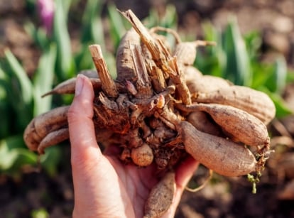 A close-up shot of a person's hand holding a freshly uprooted clumps of flower tubers, showcasing dahlia tuber february
