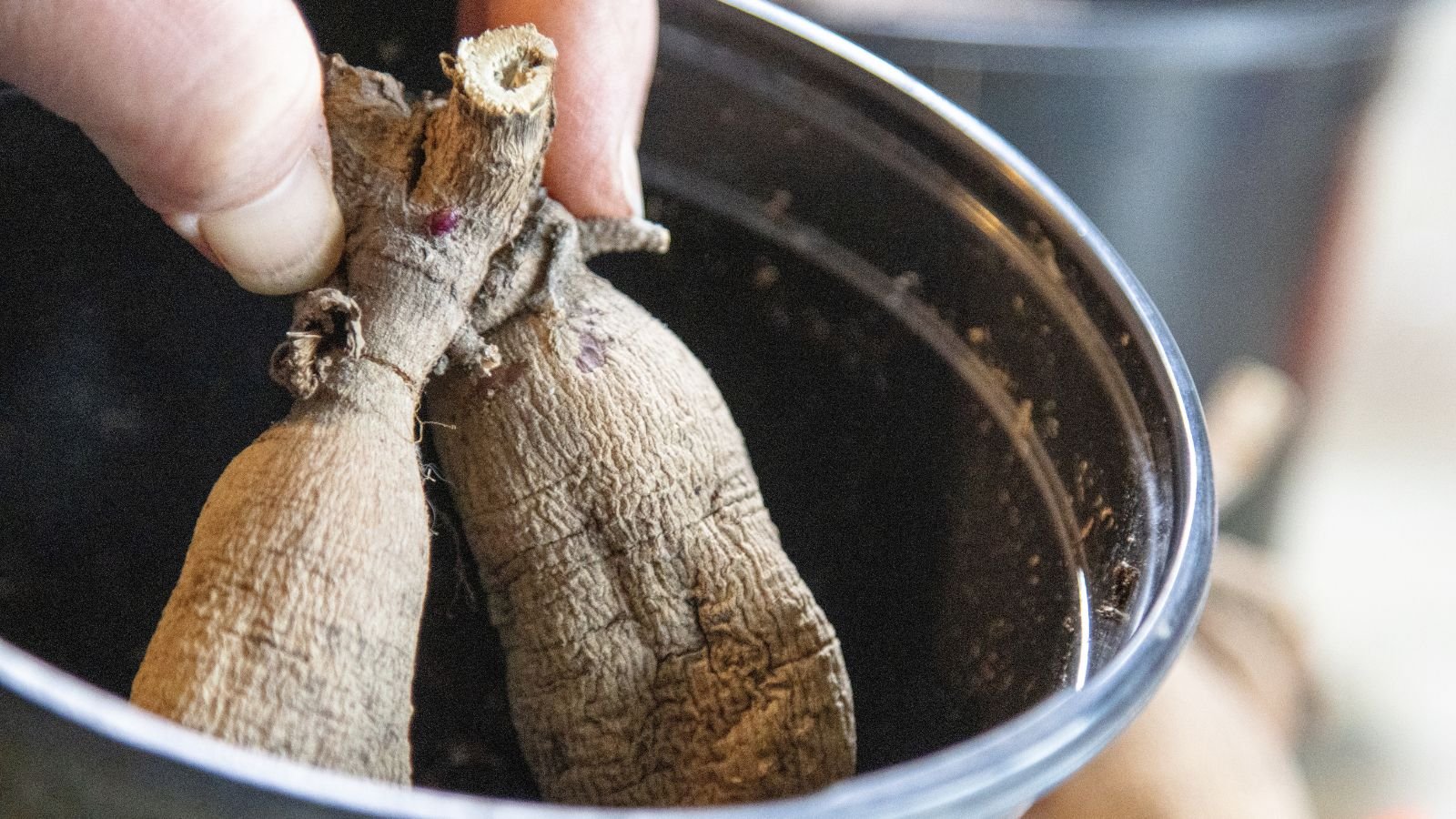 A close-up shot of a person's hand holding drying flower bulbs, placed in a small black pot in a well lit area indoors