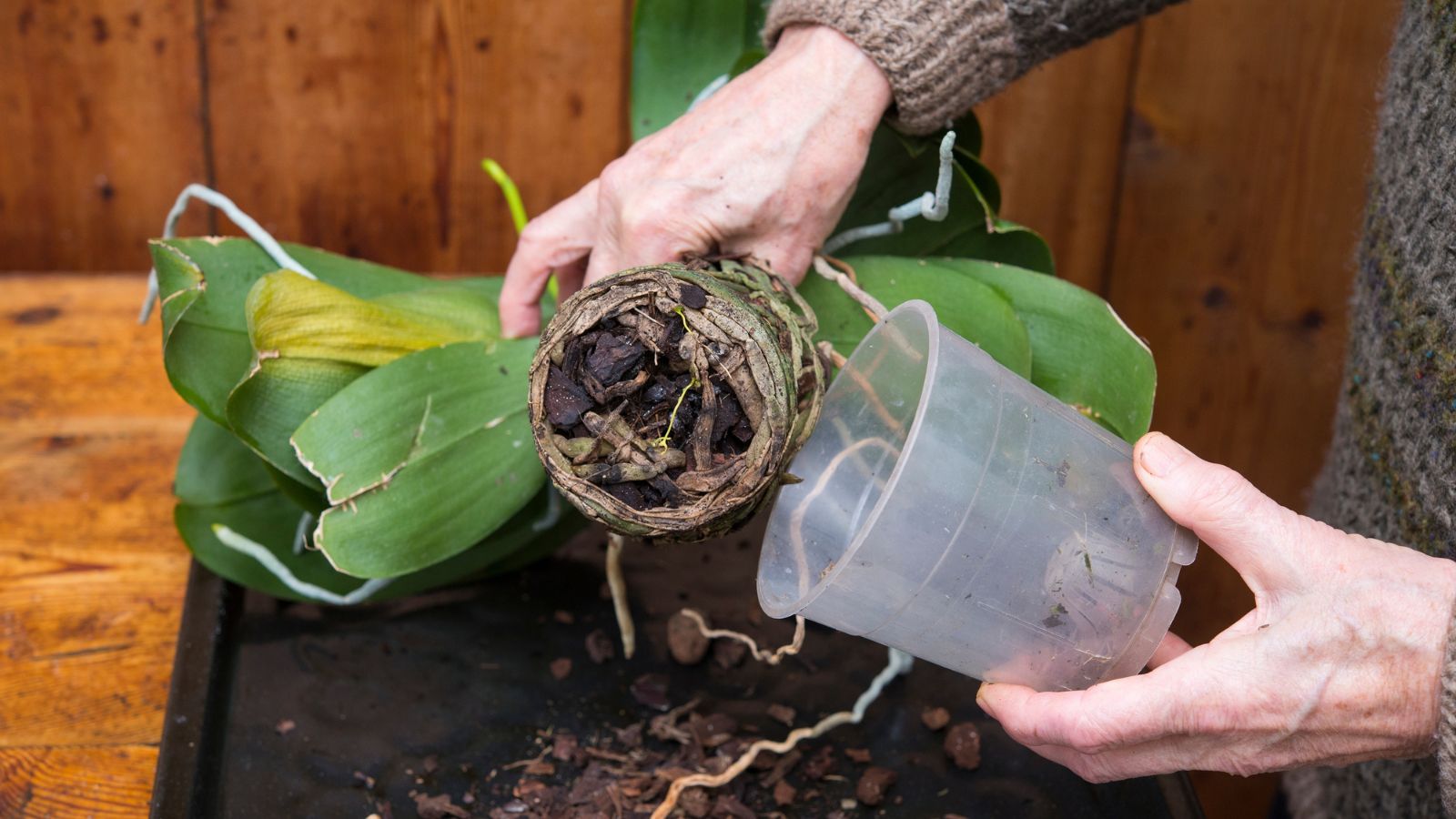 A close-up shot of a person's hand in the process of repotting a houseplant, placing them into a transparent plastic container, all situated in a well lit area indoors