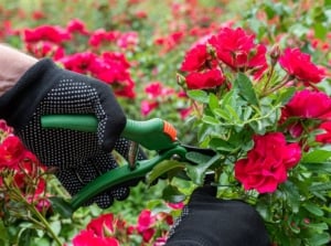 A close-up shot of a person's hand wearing gloves, using hand pruners to trim stems of vibrant red flowers, showcasing the time prune roses