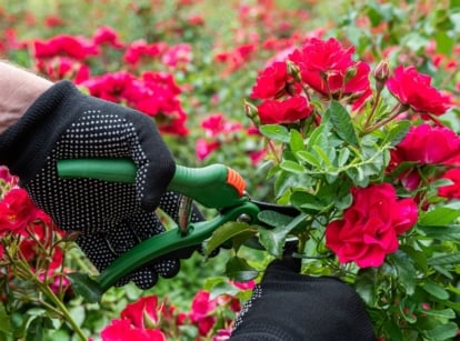A close-up shot of a person's hand wearing gloves, using hand pruners to trim stems of vibrant red flowers, showcasing the time prune roses