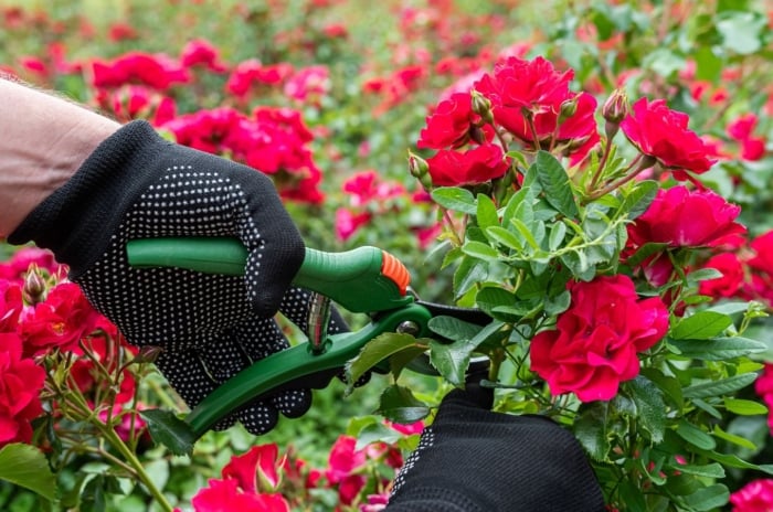 A close-up shot of a person's hand wearing gloves, using hand pruners to trim stems of vibrant red flowers, showcasing the time prune roses