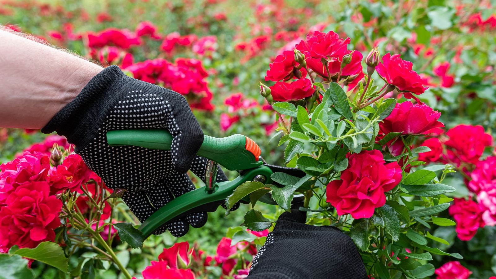 A close-up shot of a person's hand wearing gloves, using hand pruners to trim stems of vibrant red flowers, showcasing the time prune roses