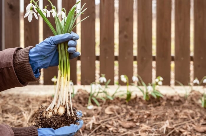 A close-up shot of a person's hands in the process of holding flowering bulbs and planting them outdoors, showcasing divide replant snowdrops