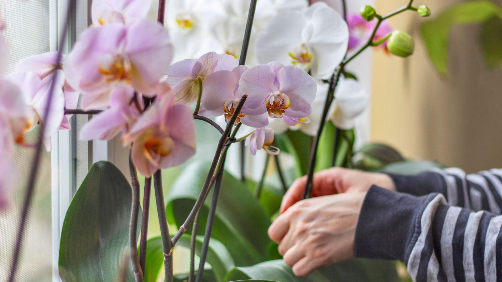 A close-up shot of a person's hands in the process of inspecting potted flowers, placed on a windowsill indoors