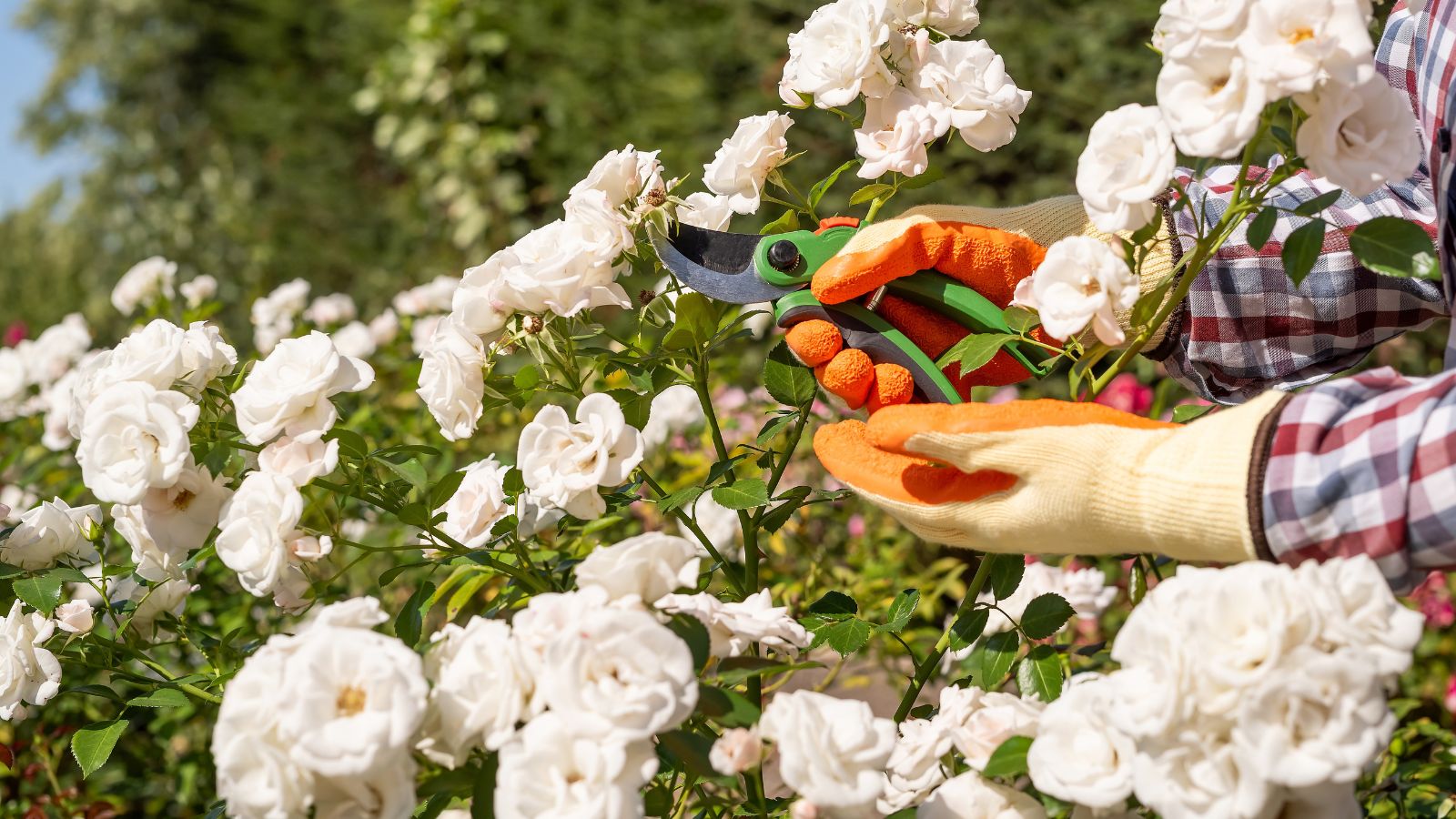 A close-up shot of a person's hands in the process of using hand pruners to trim off a flower bush, all situated in a well lit area outdoors
