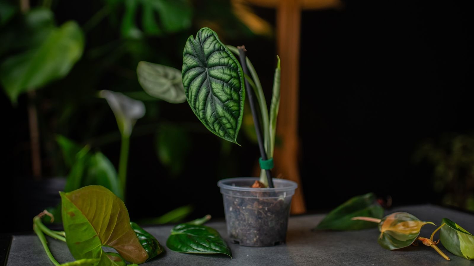A close-up shot of a single developing stem and leaf of a houseplant, placed on a small transparent plastic pot, placed in a well lit area indoors