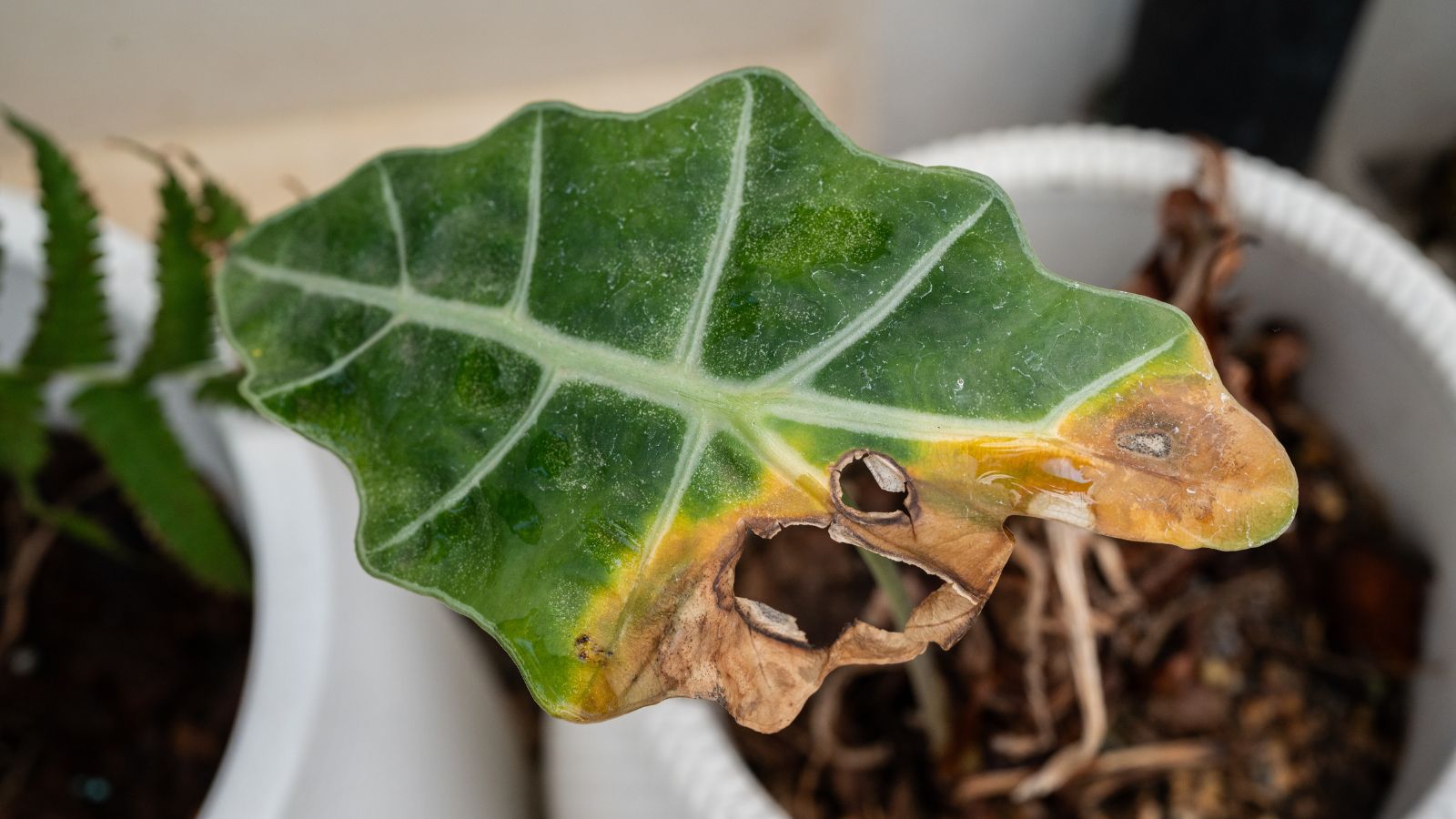 A close-up shot of a single leaf of a houseplant showcasing crispy dried edges, showcasing signs of underwatering, all placed on small white pots