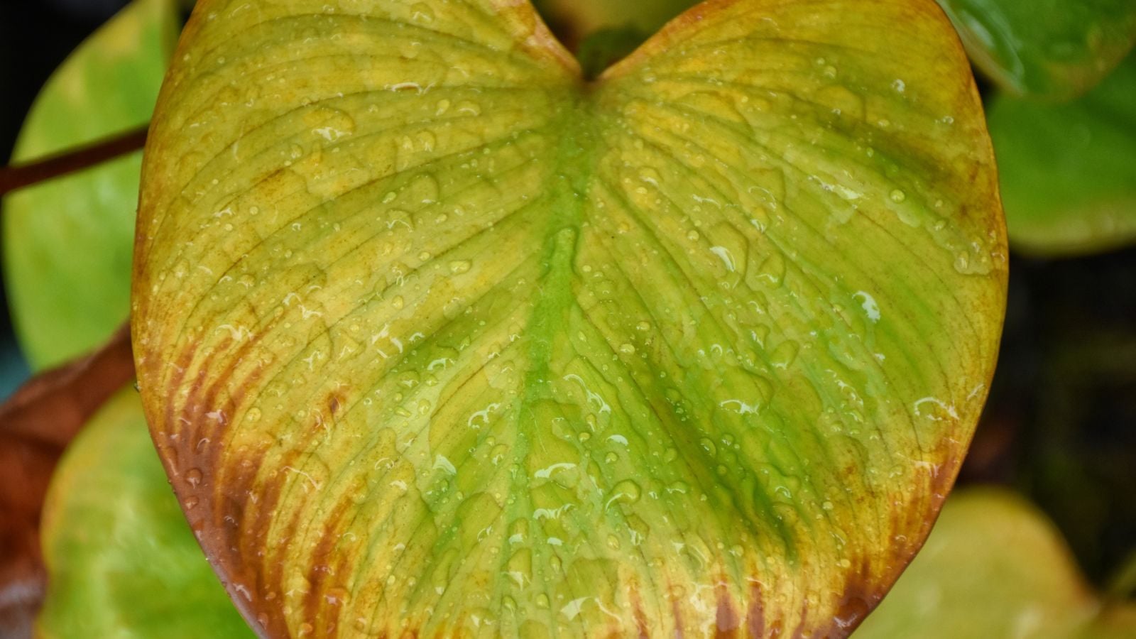 A close-up shot of a single leaf of a houseplant with its edges browning, all covered with small droplets of water, situated in a well lit area