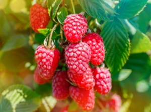 A close-up shot of a small cluster of red colored fruits dangling from branches alongside green leaves, showcasing what berry bushes plant february