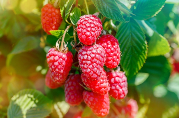 A close-up shot of a small cluster of red colored fruits dangling from branches alongside green leaves, showcasing what berry bushes plant february