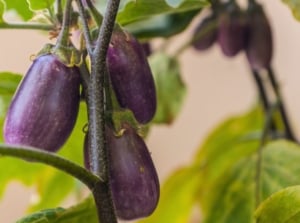 A close-up shot of a small composition of dangling and developing purple colored oblong crops, showcasing the jewel amethyst eggplant