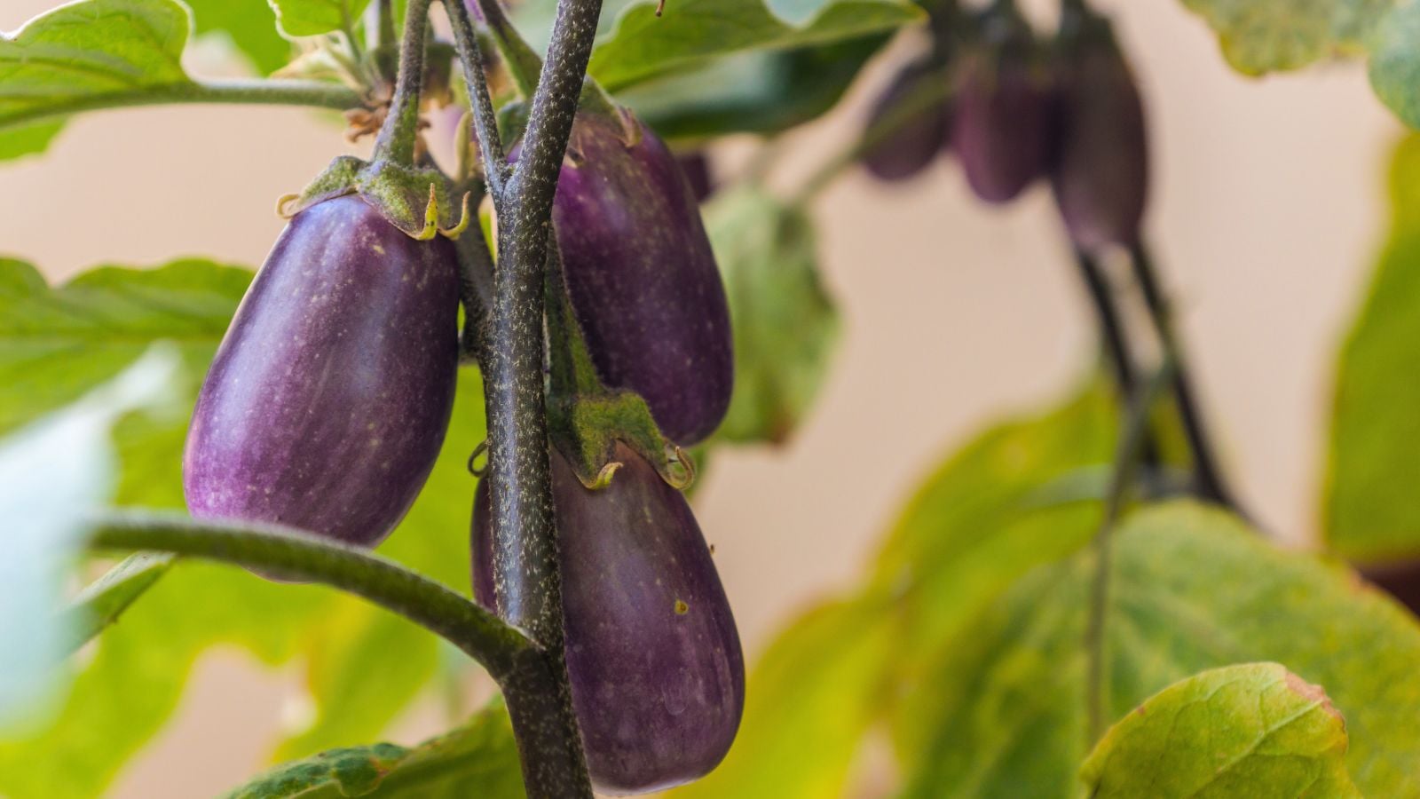 A close-up shot of a small composition of dangling and developing purple colored oblong crops, showcasing the jewel amethyst eggplant