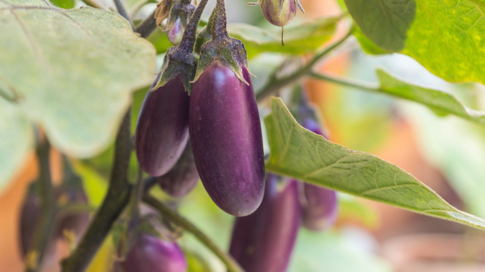 A close-up shot of a small composition of dangling compact purple oblong crops, alongside its green leaves