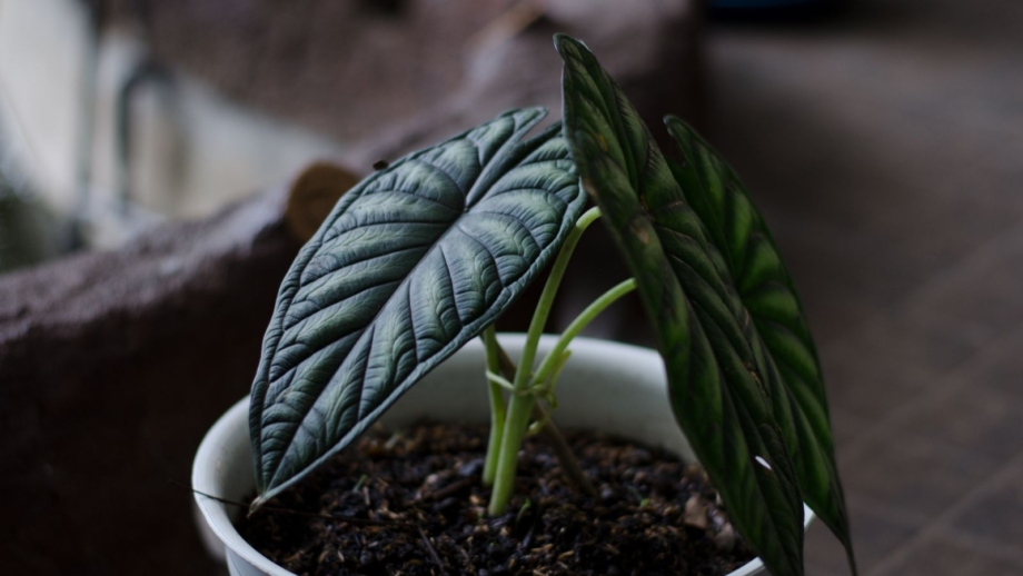 A-close-up-shot-of-a-small-composition-of-dark-green-colored-leaves-all-palced-on-a-small-pot-showcasing-the-dragon-scale-alocasia-920x518.jpg