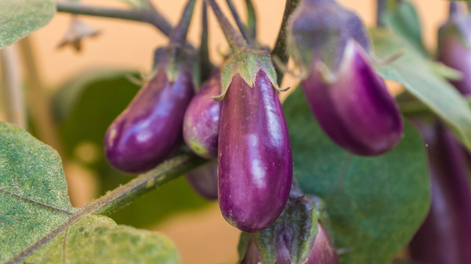 A close-up shot of a small composition of developing, dangling, oblong, purple crops, basking in bright sunlight