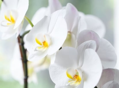 A close-up shot of a small composition of developing white colored flowers on a sturdy stem, showcasing why people kill moth orchids