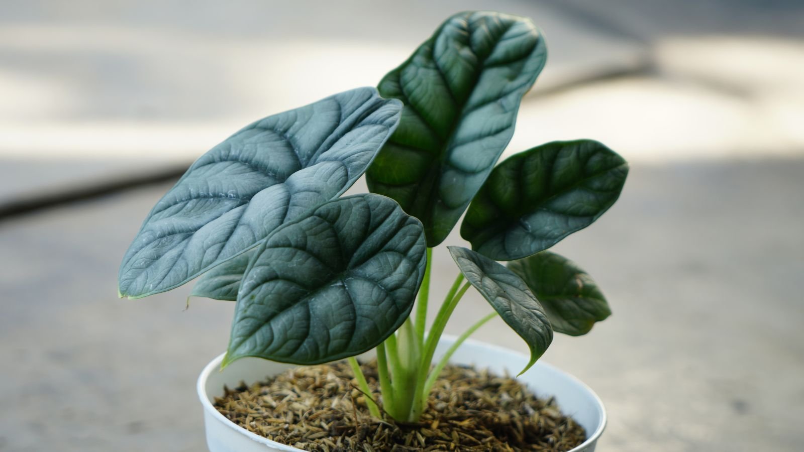 A close-up shot of a small composition of leaves, placed on a small pot filled with amended soil, all placed in a well lit area outdoors
