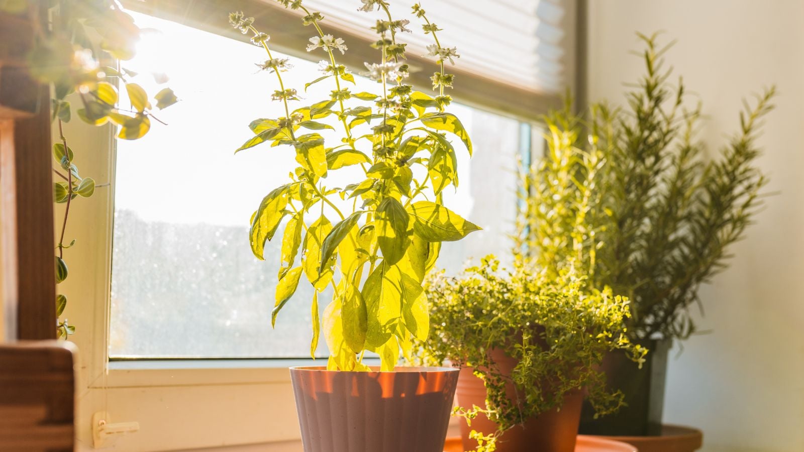 A close-up shot of a small composition of potted aromatic and leggy herbs, basking in bright sunlight on a windowsill