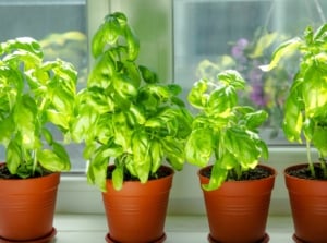 A close-up shot of a small composition of potted aromatic herbs, showcasing tips bushy healthy windowsill basil
