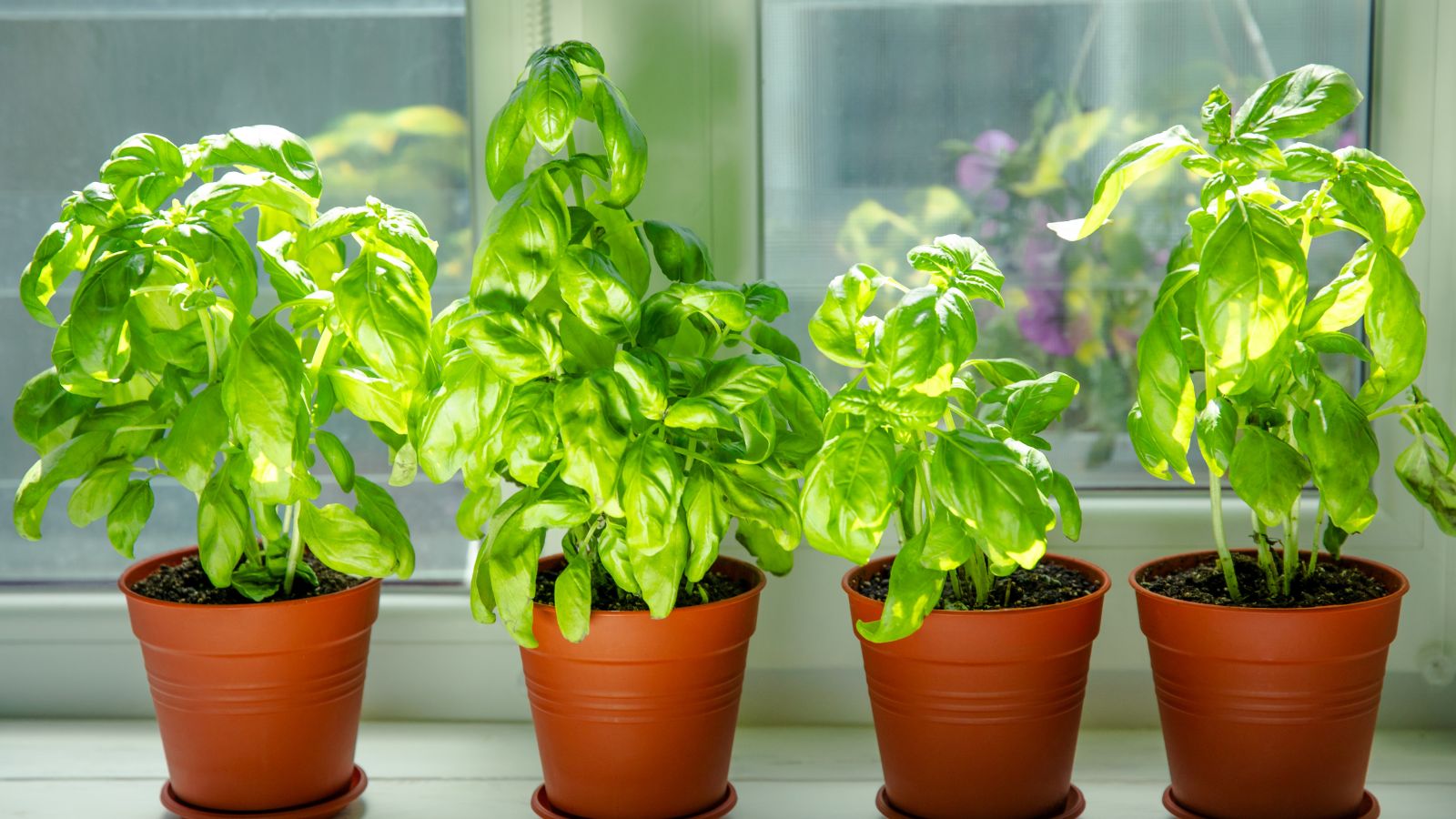 7 Tips for Bushy and Healthy Windowsill Basil Plants 7 Tips for Bushy and Healthy Windowsill Basil Plants