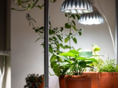 A close-up shot of a small composition of potted plants, developing under bright lights, showcasing how to use grow lights houseplants