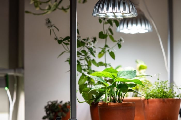 A close-up shot of a small composition of potted plants, developing under bright lights, showcasing how to use grow lights houseplants