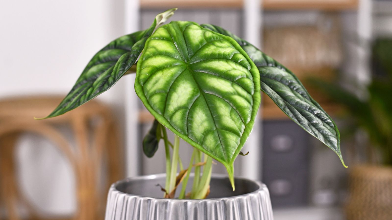 A close-up shot of a small composition of vibrant green leathery leaves of a houseplant, placed in a well lit area indoors