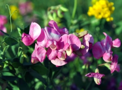 A close-up shot of a small composition of vibrant pink colored flowers, alongside its green foliage, showcasing bouquet filler seed