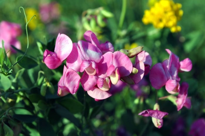 A close-up shot of a small composition of vibrant pink colored flowers, alongside its green foliage, showcasing bouquet filler seed