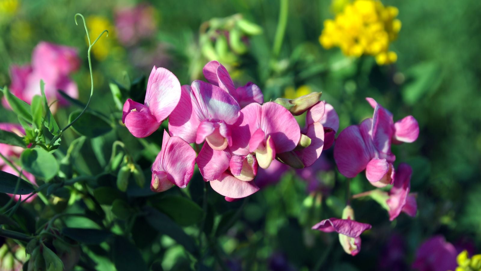 A close-up shot of a small composition of vibrant pink colored flowers, alongside its green foliage, showcasing bouquet filler seed