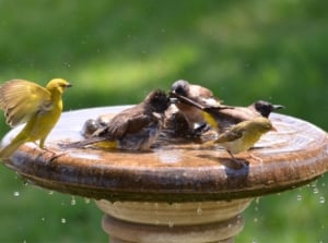 A close-up shot of a small group of flying animals, bathing in a stone basin filled with water, showcasing backyard birds february